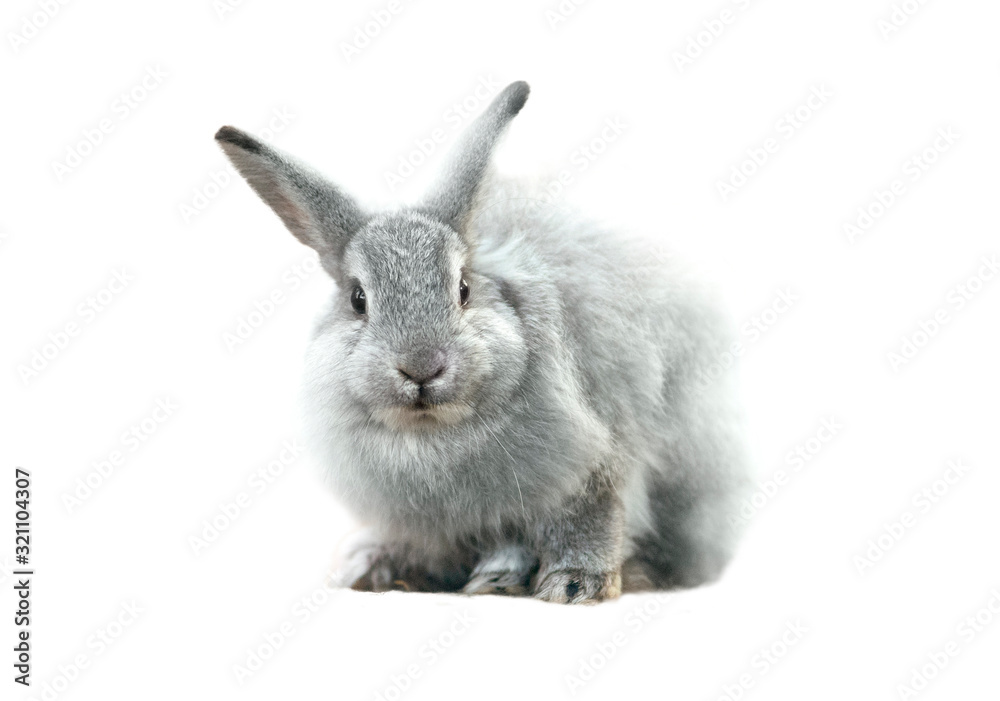Obraz premium Cute grey fluffy rabbit isolated on white background