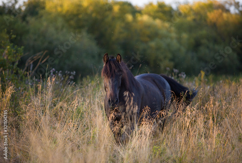  Black horse in summer meadows