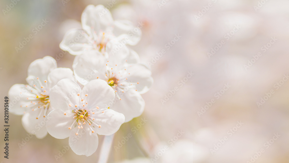 blooming cherry buds pink colors beginning of spring blooming cherry buds branch banner with copy space blooming cherry buds pink colors beginning of spring blooming cherry buds branch banner with copy space
