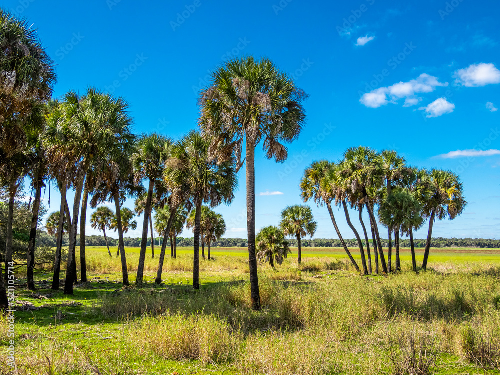 Open field with a clear blue sky at Myakka River State Park in Sarasota Florida Open field with a clear blue sky at Myakka River State Park in Sarasota Florida