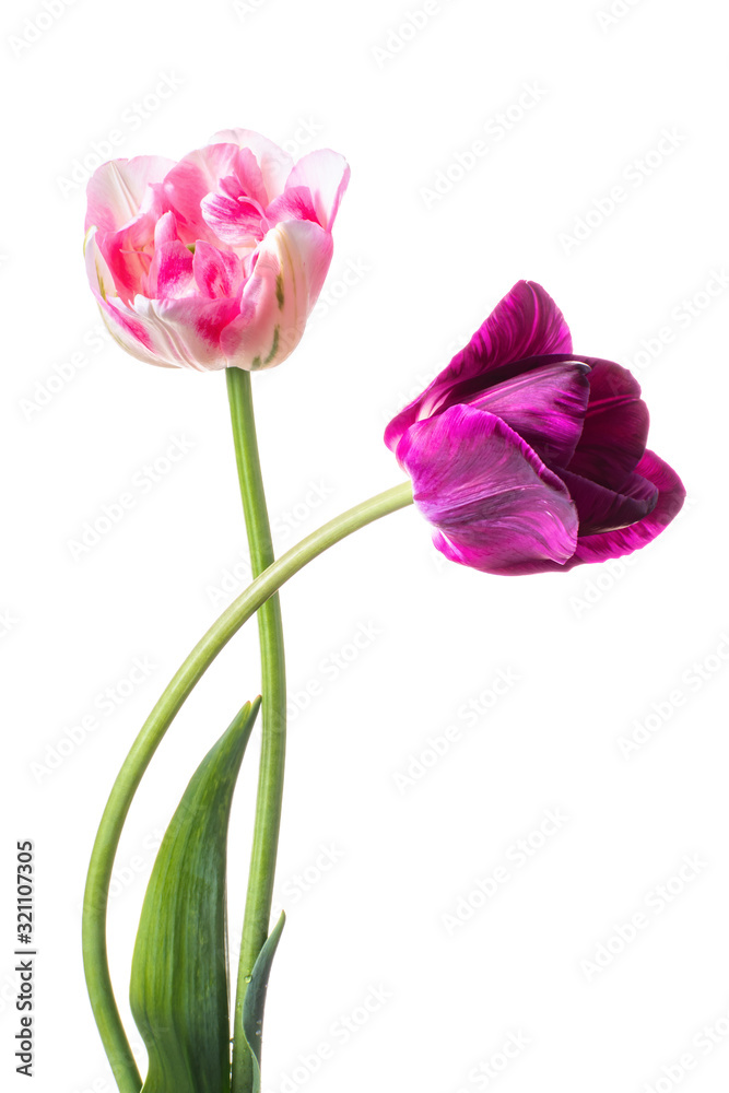 Pair of different colorful tulips isolated on a white background Pair of different colorful tulips isolated on a white background