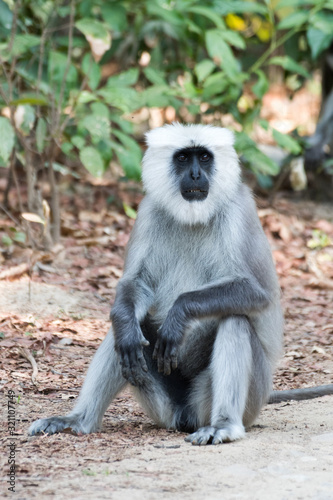 Gray Langoor Fighting with aggression Monkey fighting 