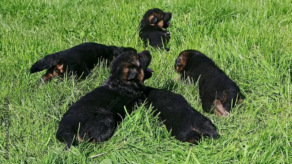 closeup panorama at six small black german shepherd puppies crawl in green grass closeup panorama at six small black german shepherd puppies crawl in green grass
