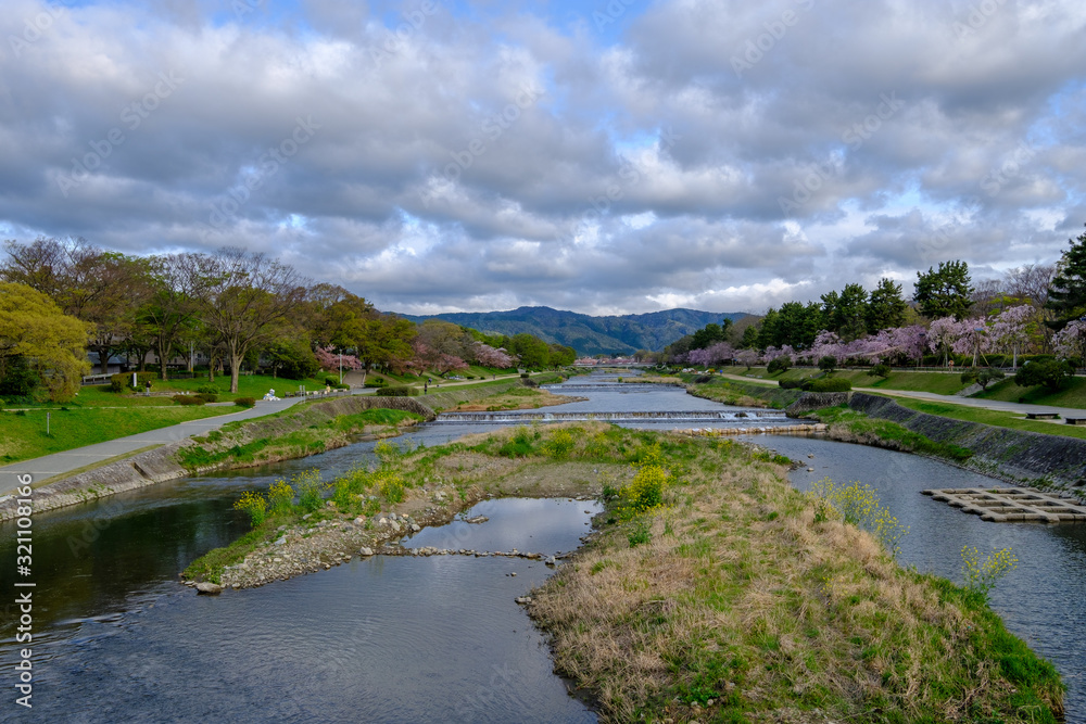 春の花が咲く賀茂川