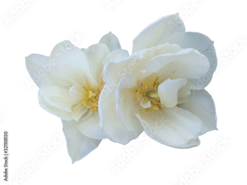 White tulip flower on a white background