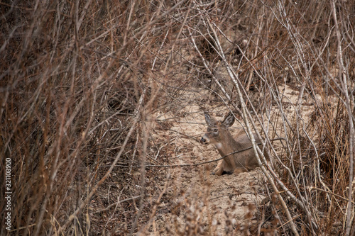Bedded Whitetail Deer