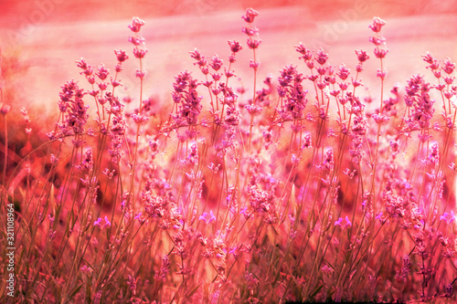 Creatve toned laveder field. Beautiful detail of scented lavender flowers field photo