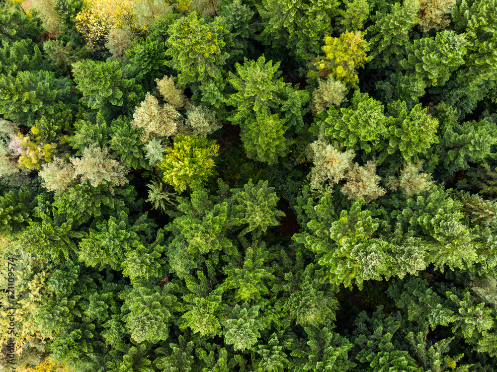 Trees from above Trees from above