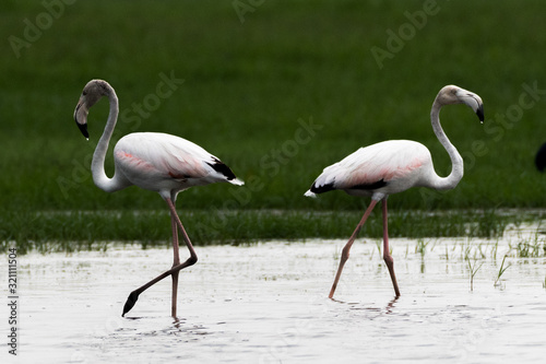 Greater Flamingo Phoenicopterus roseus is the most widespread and largest species of the flamingo family.