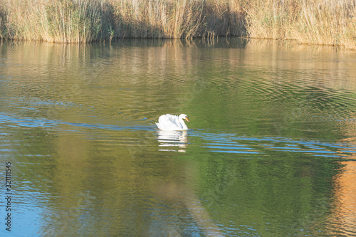 Fototapeta Naklejka Na Ścianę i Meble -  cisne nadando