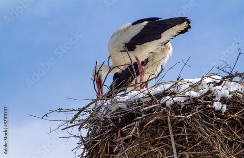 Pair of storks in winter