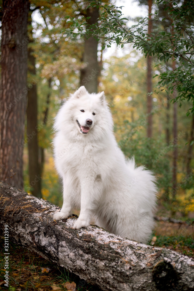 Samoyed dog in the forest. White fluffy dog. Nature