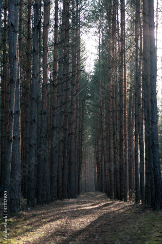  spring forest season