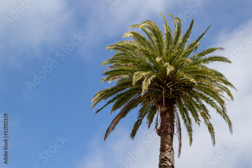 Phoenix palm against blue sky
