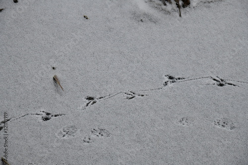 Spuren im Schnee, Federsee Bad Buchau