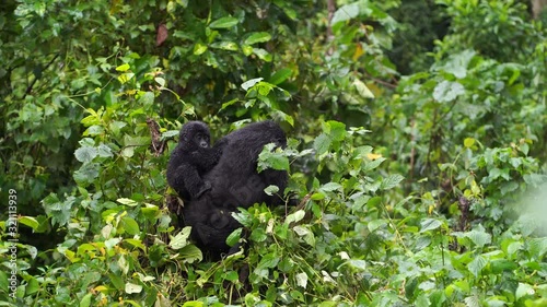 a black gorilla with a baby on her back sits on a tree to schewing vegetation in the wild deep in the jungle