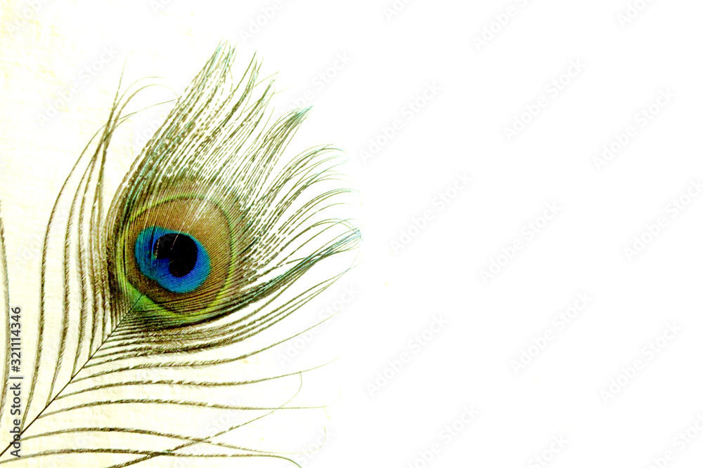 Fototapeta premium Peacock Feather Background