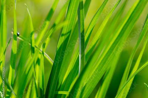 Fresh green lush foliage grass background close-up on a springtime grass lit by morning sun.