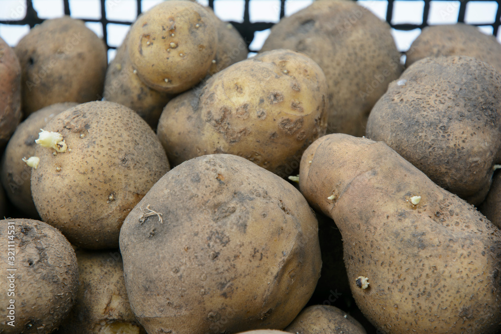 Fresh organic potatoes on the market. A bunch of potato root. Close-up of potato texture. Fresh organic potatoes on the market. A bunch of potato root. Close-up of potato texture.
