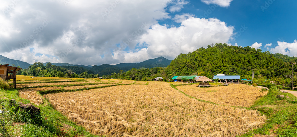 Ripe rice agriculture field in Thailand. Northern region in mountains and jungle. Field of ripe rice is prepared for harvest. Farm building near, tropical rainforest and mountain in far. Agriculture
