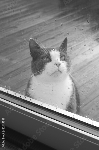 The cat in the rain looks through the wet glass of the window into the room. Black and white