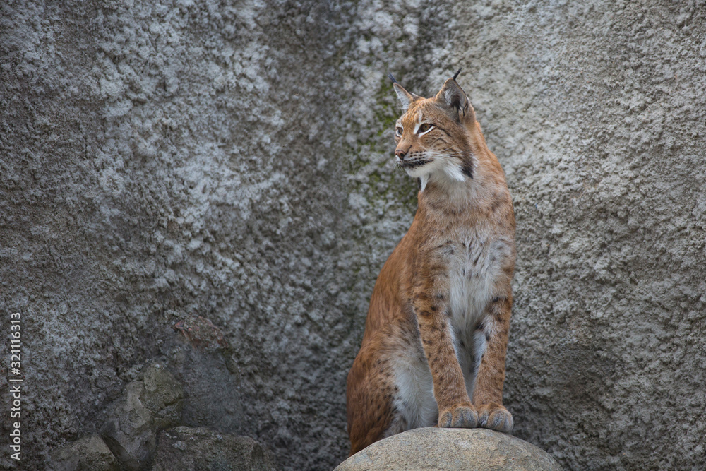 Obraz premium Lynx sits on a stone near the wall.