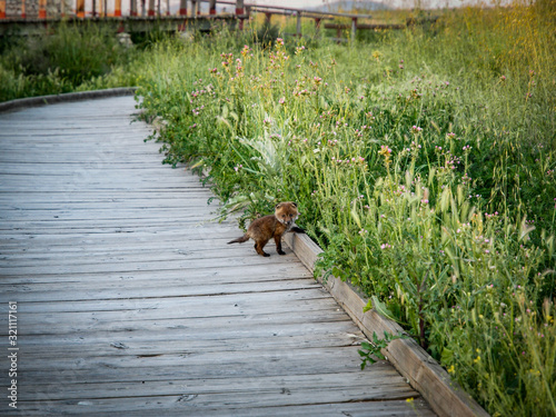zorro joven atravesando el camino de madera del parque natural