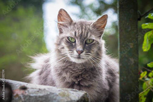 Graue Katze in Habacht-Haltung