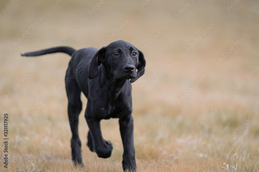 portrait of a dog