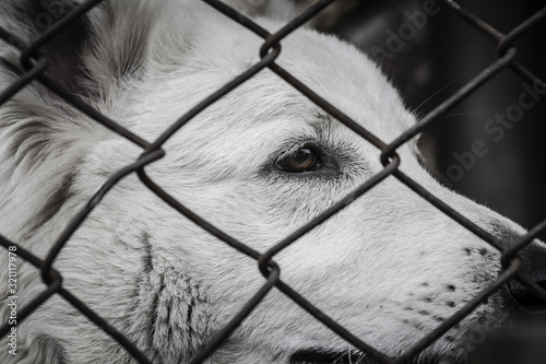 Photo of stray dog that live in the shelter.Dog behind bars - abandoned waiting for a home. The concept of pets. Dogs. Cats. Animal shelters. photo