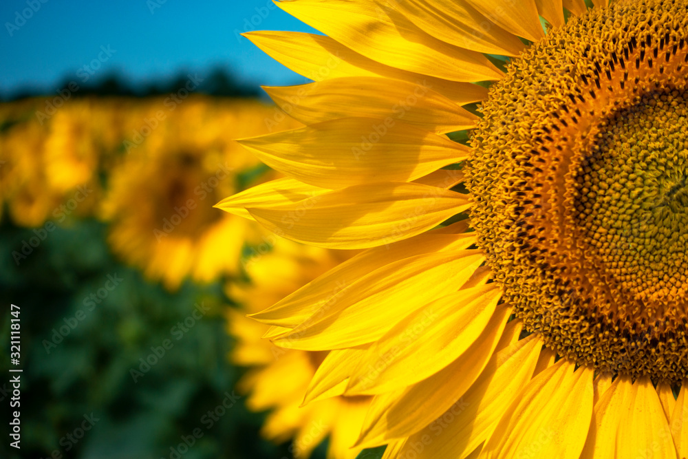Field of blooming sunflowers on a clear sunny day Field of blooming sunflowers on a clear sunny day