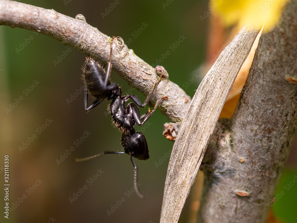 Hairy Carpenter Ant - Camponotus vagus on a branch Hairy Carpenter Ant - Camponotus vagus on a branch