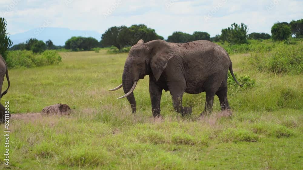 three large elephants and a baby elephant pass by and pose like models at a casting call three large elephants and a baby elephant pass by and pose like models at a casting call