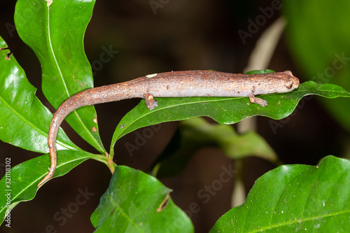Mushroom-tongued Salamander genus Bolitoglossa in Manu National Park  Peru