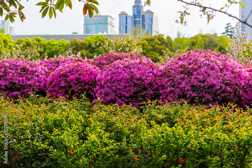 Blooming People's Square in Shanghai, China. Beautiful fluffy bushes of loropetalum on the background of blurry buildings of the city. City park in spring photo