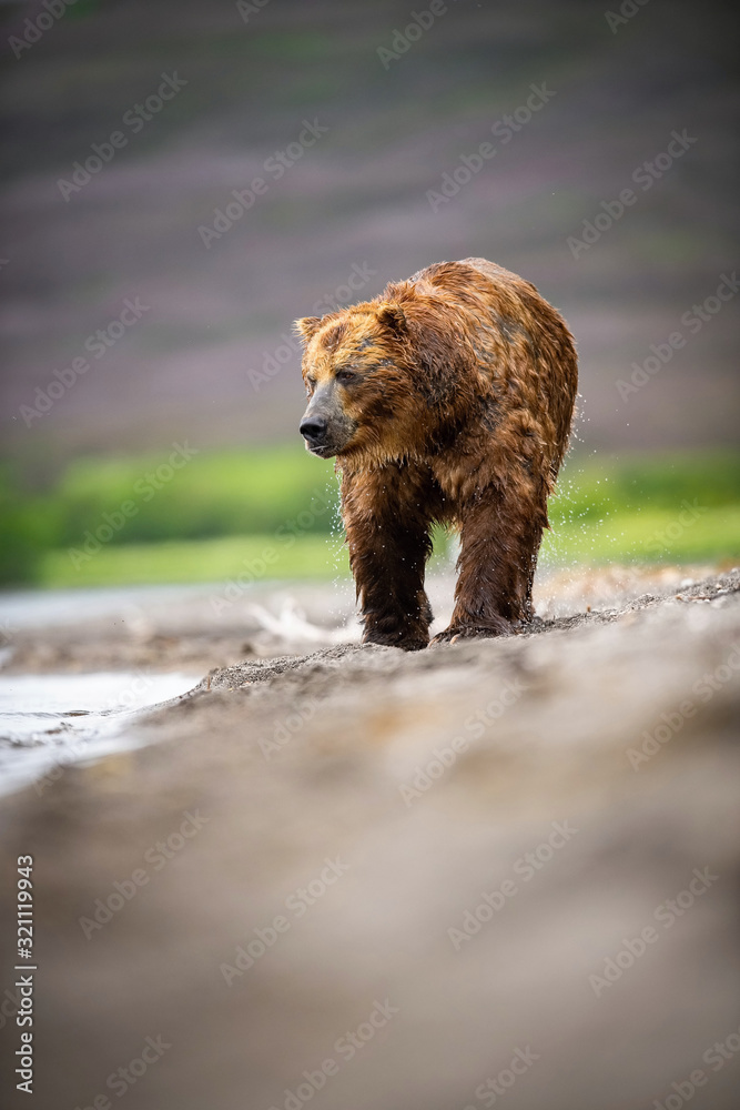 Fototapeta premium The&nbsp;Kamchatka&nbsp;brown&nbsp;bear, Ursus arctos beringianus catches salmons at Kuril Lake in Kamchatka, running in the water, action picture