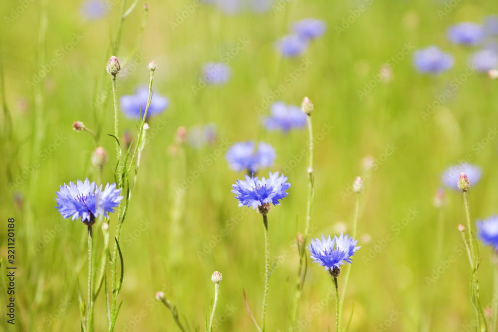 Blue Cornflower (Centaurea cyanus) flowers on a background of beautiful evening light. Wildflower Cornflower macro, selective focus Blue Cornflower (Centaurea cyanus) flowers on a background of beautiful evening light. Wildflower Cornflower macro, selective focus