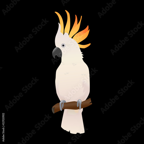 Parrot, bird, cockatoo vector art.