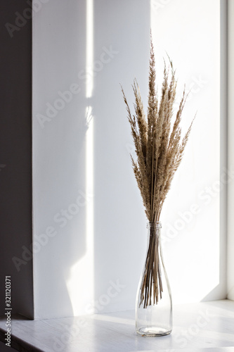Dry flowers Cortaderia Selloana known as Pampas grass