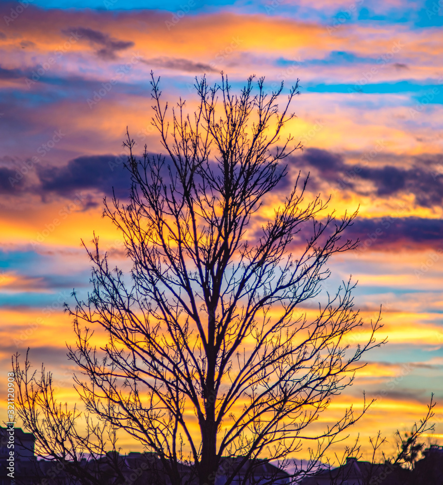 Tree on a background of sunset clouds Tree on a background of sunset clouds