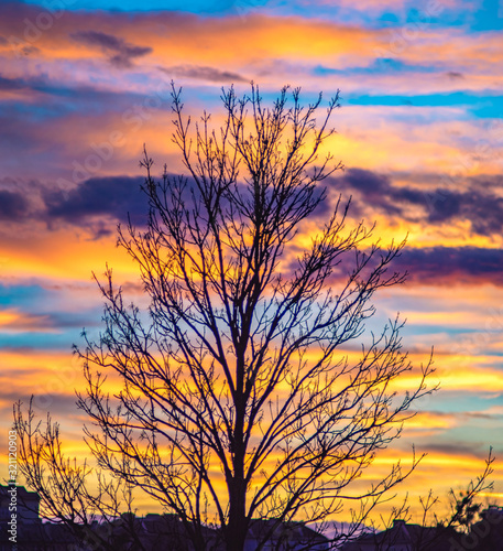 Tree on a background of sunset clouds