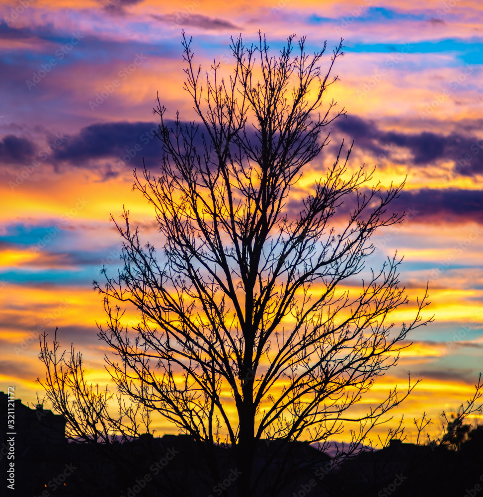 Tree on a background of sunset clouds Tree on a background of sunset clouds
