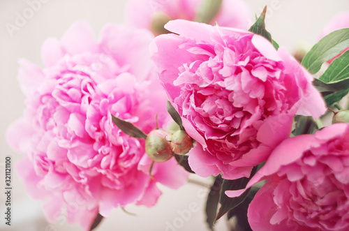 Blooming peony Bud. Pale pink. Pink flower. The peony blossomed. The most delicate flowers. Very large flower buds.