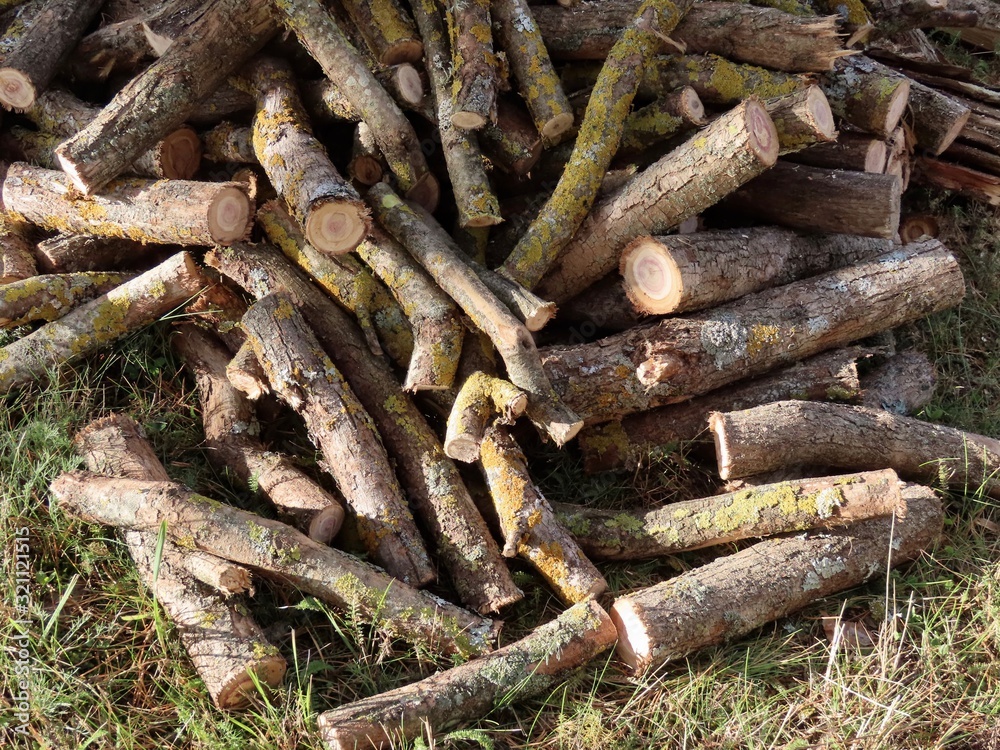 Fire wood from lilac Fire wood from lilac