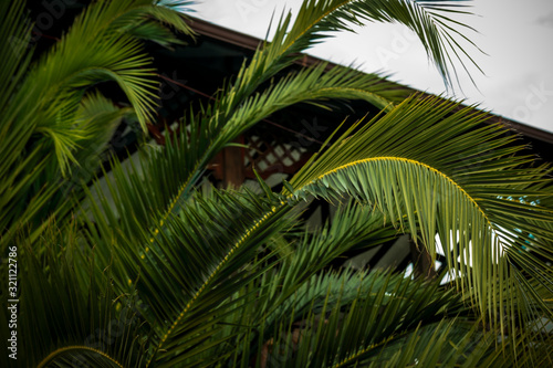 palm  usually with a straight