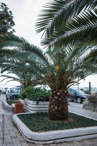 palm, usually with a straight © EvgenyPyatkov