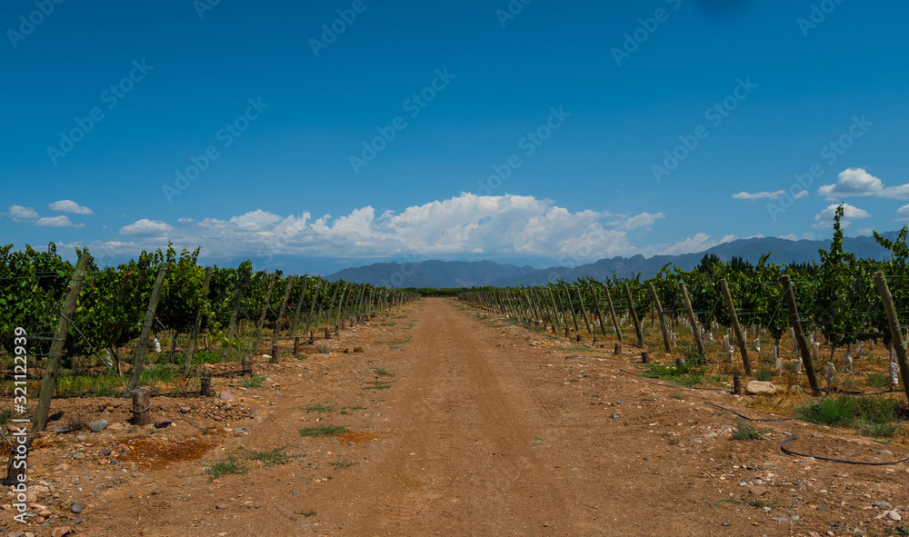 Beautiful view of a plantation of grape-bearing vines with the Andes mountains in the background. Mendoza, Argentina. Beautiful view of a plantation of grape-bearing vines with the Andes mountains in the background. Mendoza, Argentina.