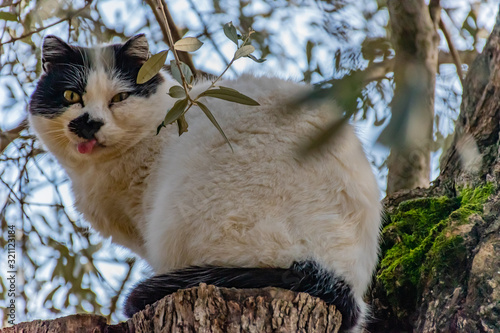 A dumb looking cat sitting on a tree stump with its tongue out looking surprised