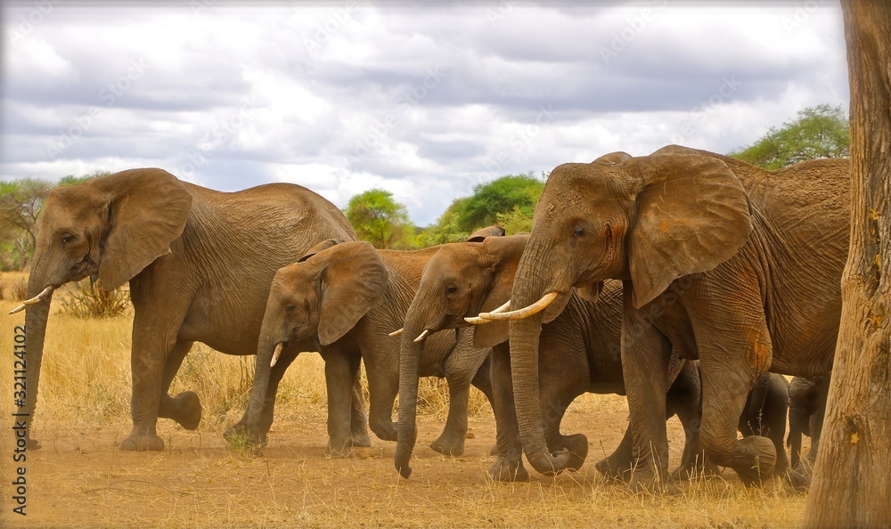 Obraz premium Tanzania elephants crossing