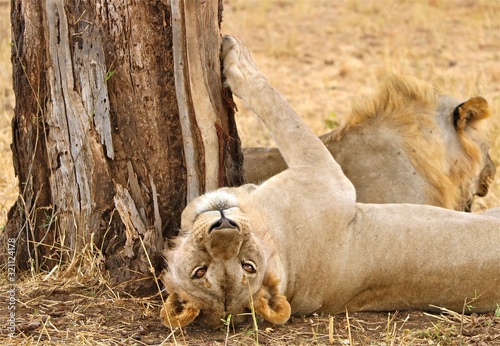 Tanzania sleepy lion